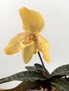 Paphiopedilum concolor 'striatum' (Elsner-Orchideen ) 